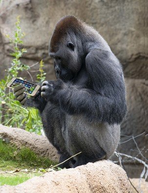 Dick Drechsler; Texting Gorilla At The La Zoo, 2018, Original Photography Color, 11 x 14 inches. Artwork description: 241 This whimsical photo was taken at the LA Zoo and enhanced in Photoshop. GREAT FOR KIDS ...