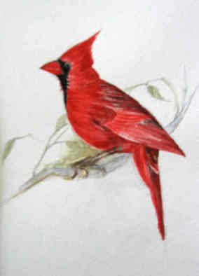 Luisa Cleaves Luisa F. V. Cleaves Gallery; Cardinal, 2006, Original Watercolor, 5 x 7 inches. 