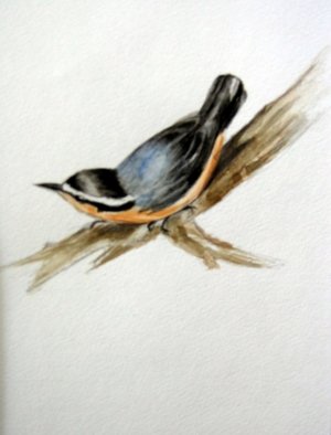 Luisa Cleaves Luisa F. V. Cleaves Gallery; Nuthatch, 2006, Original Watercolor, 22 x 26 inches. 