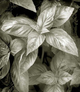 Ron Guidry; Basil, 2010, Original Photography Black and White, 7.8 x 9 inches. 