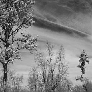 Steven Brown; Trees And Clouds, 2012, Original Photography Black and White, 16 x 16 inches. Artwork description: 241   black & white, nature, fine art, fine art photography, landscape, trees, clouds, sky      ...