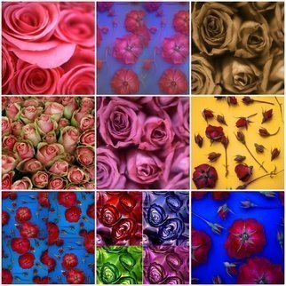 Tamarra Tamarra; Rose Collage, 2018, Original Photography Color, 14 x 11 inches. Artwork description: 241 ROSE, FLORAL, FLOWERS, RED, NATURE, COLLAGE, YELLOW, RED ROSES, PINK, PINK ROSE, BOTANICAL, BOTANY, BLUE ORANGE, COLOR FLOWER PHOTOGRAPHY, PHOTOGRAPHY, COLORFUL, DECORATIVE, MAGENTA, TURQUOISE, macro photography, petals, gardenrose, rosebuds, sepia, pink roses, green, purple, blue, ...