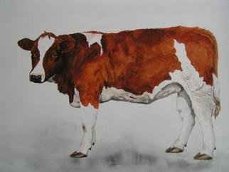 Pim Van Der Wel; Young Cow, 2004, Original Watercolor, 54 x 44 cm. Artwork description: 241 Cows are eveywhere in Holland, so I must portrait them. The longer I paint cows the more I like them. They appear to be shy, but are very curious and sometimes quite bold. Their behavior reminds me of my dog....