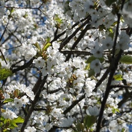 Alison Gracie: 'White Blossom 2 Alison Gracie', 2017 Digital Photograph, Floral. Artist Description: White Blossoming tree. Close up of flowers. ...