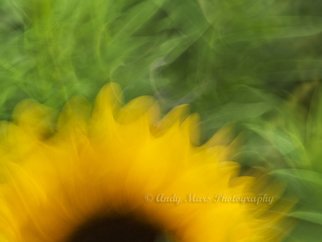 Andy Mars: 'Sunflower In Motion', 2009 Color Photograph, People.  Sunflower, 'slow shutter speed' , Riverside Park, NYC   ...