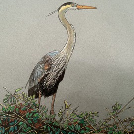 Magnificient Blue Heron By Judith Smith Wilson