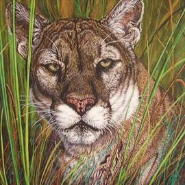 The Florida Panther By Judith Smith Wilson