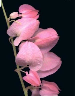 Carole Atkinson: 'Coral Vine', 2001 Color Photograph, Floral. Tiny Coral Vine up close...
