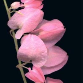 Carole Atkinson: 'Coral Vine', 2001 Color Photograph, Floral. Artist Description: Tiny Coral Vine up close...