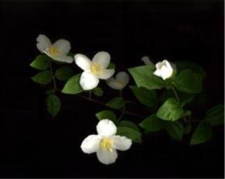 Carole Atkinson: 'English Dogwood', 2004 Color Photograph, Floral. Fresh spring blossoms...