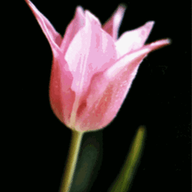 Carole Atkinson: 'Pink Blush', 2000 Color Photograph, Floral. 