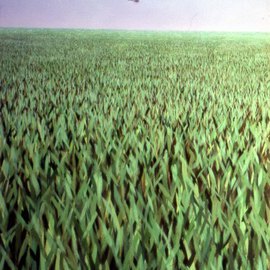 Austen Pinkerton: 'Helicopter in field of Grass', 1975 Acrylic Painting, Landscape. 