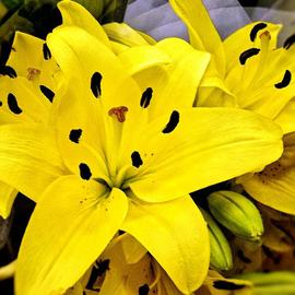 B A Autery: 'seasons of yellow', 2017 Color Photograph, Floral. Artist Description: Season of the yellow flowers in bloom in spring. Yellow, flowers, closeups, flora, color photograph. ...