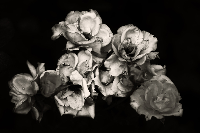 black and white photography with color roses