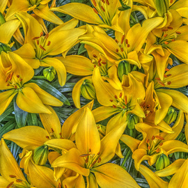 Bruce Lewis: 'the lilies', 2017 Digital Photograph, Floral. Artist Description: The yellow lilies provided a rather confused but beautiful pattern. I can still smell these golden trumpets playing their scent. Archival digital print, limited ed inion of ten. ...