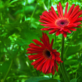 William Brelsford: 'red gerberas', 2010 Color Photograph, Floral. Artist Description:  flower, flowers, floral, gerbera, nature, garden, leaves, leaf, spring, summer, ...