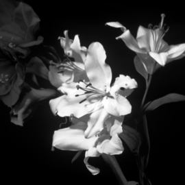 Bruce Panock: 'Black and White Flowers', 2009 Black and White Photograph, Floral. Artist Description:  A different perspective on a flower.  The absence of colors opens the textures of the flower.Images are pritned on archival papers with archival inks.Different sizes are available upon request.       ...