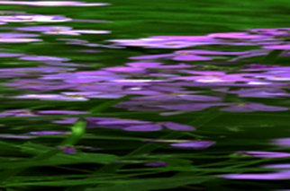 Bruce Panock: 'Wildflowers Abstract 1', 2010 Color Photograph, Abstract.      Abstract Image.Images are printed on archival papers with archival inks.Different sizes are available upon request.        ...