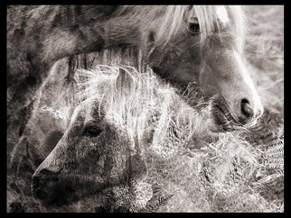 Carol Tipping: 'The Bonding', 2007 Other Photography, Animals.  Accepted by the London Salon of Photography 2008.  ...