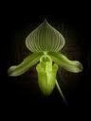 Carolyn Bistline: 'GREEN ORCHID', 2012 Color Photograph, nature.  Beautiful Tropical Green Orchid.   ...