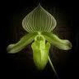 Carolyn Bistline: 'GREEN ORCHID', 2012 Color Photograph, nature. Artist Description:  Beautiful Tropical Green Orchid.   ...