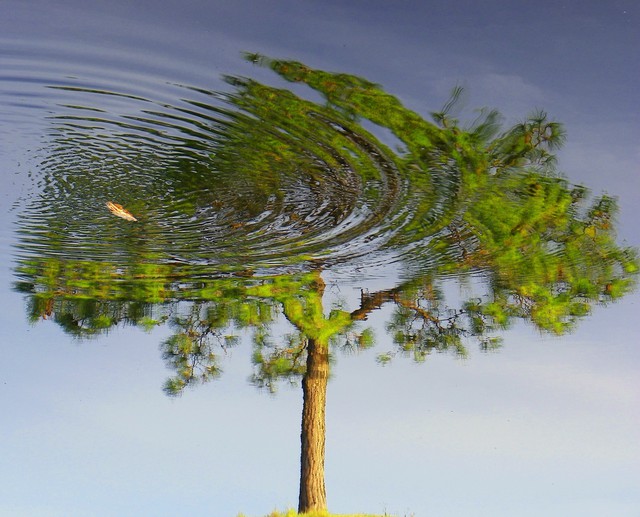 Artist Carolyn Bistline. 'Reflection Of A Tree' Artwork Image, Created in 2011, Original Photography Color. #art #artist