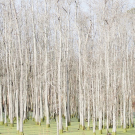 Celeste Mccullough: 'Bright Trees', 2014 Color Photograph, Landscape. Artist Description:  Forest of white trees in a green swamp.    ...