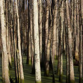 Celeste Mccullough: 'Tall Trees', 2014 Color Photograph, Landscape. Artist Description:   Tall white trees in a green swamp.      ...