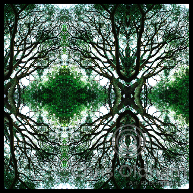 Chris Oldham  'Buddhas Tree', created in 2016, Original Photography Digital.