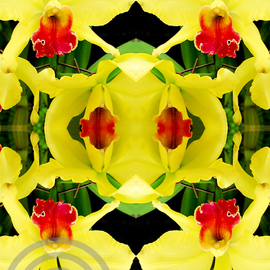 Chris Oldham: 'Varsuum', 2016 Digital Photograph, Meditation. Artist Description:  Orchid photographed and reflected to amplify the inherent beauty, symmetry and sacred geometry present in all nature. ...