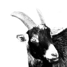 Black Goat By Christy Park