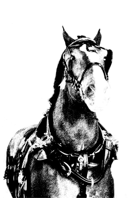 Artist Christy Park. 'Horse' Artwork Image, Created in 2014, Original Photography Mixed Media. #art #artist