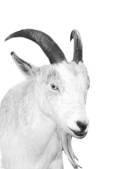 Artist Christy Park. 'White Goat' Artwork Image, Created in 2014, Original Photography Mixed Media. #art #artist