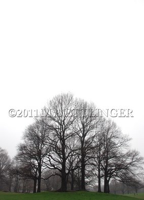 Martin A Ettlinger: 'Prospect Park Knoll', 2011 Color Photograph, nature.  Prospect Park Knoll is a collection of trees in this most beautiful park. Photo is behind glass in a white wood frame. ...