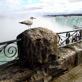 A Great White Birds View of the Mighty Niagara By Clinton Lown
