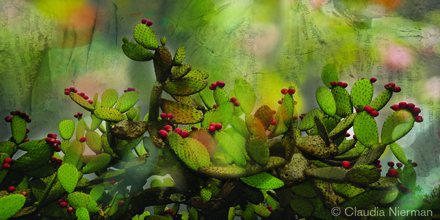 Artist Claudia Nierman. 'The Singing Cactus' Artwork Image, Created in 2012, Original Photography Digital. #art #artist