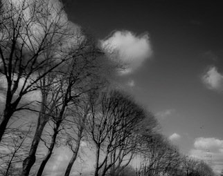 Cristalle Amarante: 'elm symphony', 2019 Black and White Photograph, Clouds. Inspiration in motion...