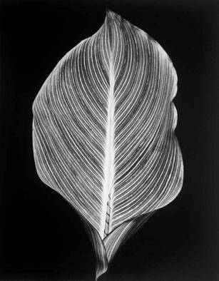 David Hum: 'canna leaf', 2000 Silver Gelatin Photograph, Still Life. series of floral stills...