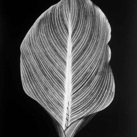 David Hum: 'canna leaf', 2000 Silver Gelatin Photograph, Still Life. Artist Description: series of floral stills...