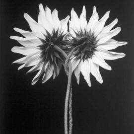 David Hum: 'sunflower twist', 2000 Silver Gelatin Photograph, Still Life. Artist Description: series of floral stills...
