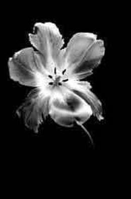 David Hum: 'tulip 4', 2000 Silver Gelatin Photograph, Still Life. series of floral stills...