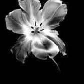 David Hum: 'tulip 4', 2000 Silver Gelatin Photograph, Still Life. Artist Description: series of floral stills...