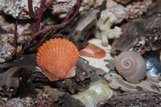 Goulekas Deborah: 'Scallop Shell ', 2010 Digital Art, Beach. Scallop and sharks eye shells found on Sanibel Island Beach in Southwest Florida....
