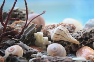 Goulekas Deborah: 'Whelk Shell', 2010 Digital Art, Beach. Whelk and sharks eye shells discovered on Sanibel Island Beach in Southwest Florida. ...