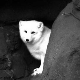 Debra Ann Reilly: 'Arctic Fox', 2001 Other Photography, Wildlife. Artist Description: Gorgeous arctic fox. .   .  TO CONTACT Debra Ann Reilly via tel: 917- 912- 8159 All art works and designs in Debra Ann Reilly' s portfolio are the sole property of Debra Ann Reilly and the works and designs are protected under US copyright law by Copyright (c) from 1980 to ...