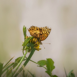 Dennis Gorzelsky: 'taking a rest', 2019 Digital Photograph, Nature. Artist Description: This butterfly was very active for most of the time after I spotted it, but it decided to take a break and rest on this dandelion. ...
