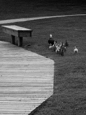 Dion Mcinnis: 'Duck Path Less Travelled', 2003 Black and White Photograph, Humor. Mother duck and ducklings avoiding the wooden boardwalk.  Print comes mounted on window mat board. ...