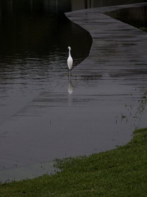 Dion Mcinnis: 'Egret on walk', 2004 Color Photograph, Birds.  Egret walking on flooded boardwalk.  Print comes mounted on window mat board. ...