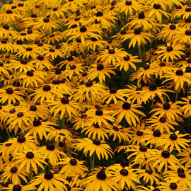 David Bechtol: 'Field of yellow and black', 2007 Color Photograph, Floral. Artist Description:  Black- eyed susan field ...