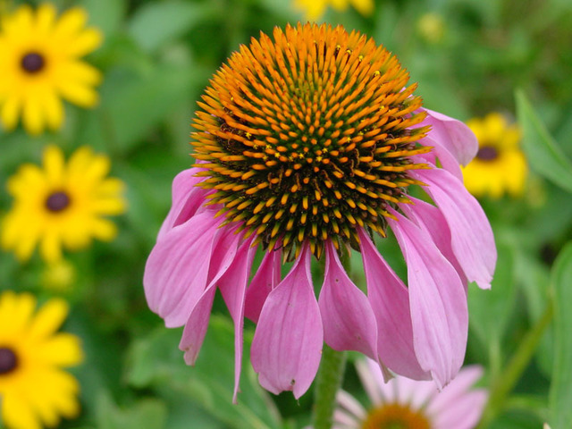 David Bechtol  'Purple Coneflower', created in 2007, Original Photography Other.